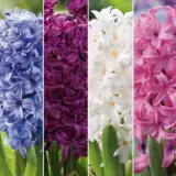 Hyacinth Collection 1 2025 Colhyaco1 - Garden Express Australia