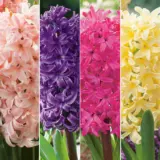 Hyacinth Collection 2 2025 Colhyaco2 - Garden Express Australia