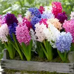Best Gardening Gifts For Her Hyacinth Mixed 16 - Garden Express Australia