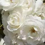 Rose Iceberg Rose Iceberg