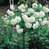 Icebergpatio - Garden Express Australia