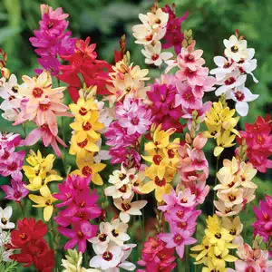 Ixia Growing Guide Ixia Mixed 15 Vs - Garden Express Australia