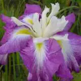 Japanese Iris Kings Court 14 - Garden Express Australia