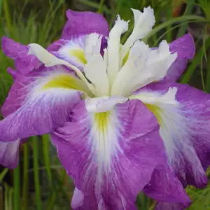 Japanese Iris Kings Court