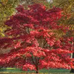 Small Ornamental Trees Japanese Maple 15 St 55454488 - Garden Express Australia
