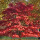 Japanese Maple 15 St 55454488 - Garden Express Australia