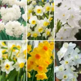 Jonquil Collection 2026 Coljoncol - Garden Express Australia
