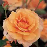 Just Joey 15 Fot - Garden Express Australia