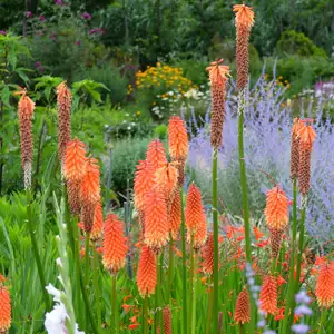Kniphofia Growing Guide Kniphofia Red Hot Poker 16 - Garden Express Australia