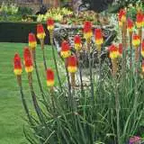 Kniphofia Traffic Lights Lpoknitli 17 - Garden Express Australia