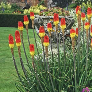 Kniphofia Traffic Lights 75mm Pot