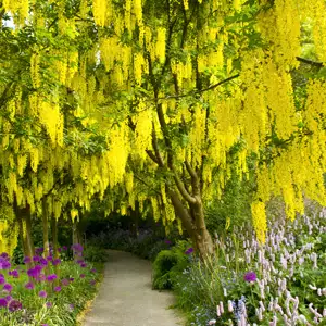 Laburnum Vossii