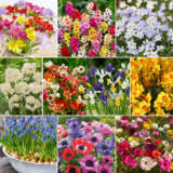 Landscape Bargain Collection Collbacol 2026 - Garden Express Australia