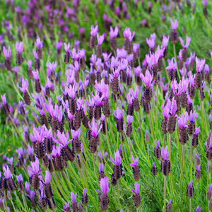 Lavender Avonviewlpolavav - Garden Express Australia