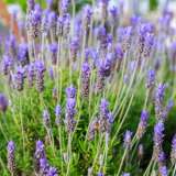 Lavender French 16 - Garden Express Australia
