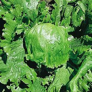 Best Lettuce To Plant In Summer Lettuce All Year Round 01 - Garden Express Australia