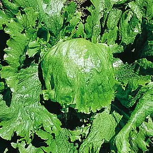 Seed – Lettuce All Year Round