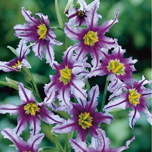 Leucocoryne Ixiodes Purpurea14 2 - Garden Express Australia