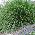 Australian Native Plants For Dry Shade Lomandra Fine N Dandy 15 - Garden Express Australia