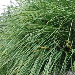 Lomandra Longifolia