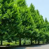 London Plane Tree 16 - Garden Express Australia