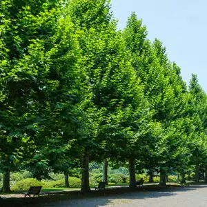 London Plane – Treeling