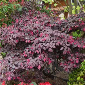 Cyclamen Growing Guide Loropetalum China Pink 16 - Garden Express Australia