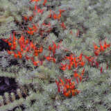 Lotus Red Flash Lotus Red Flash