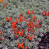 Lotus Red Flash P68lotrfl - Garden Express Australia