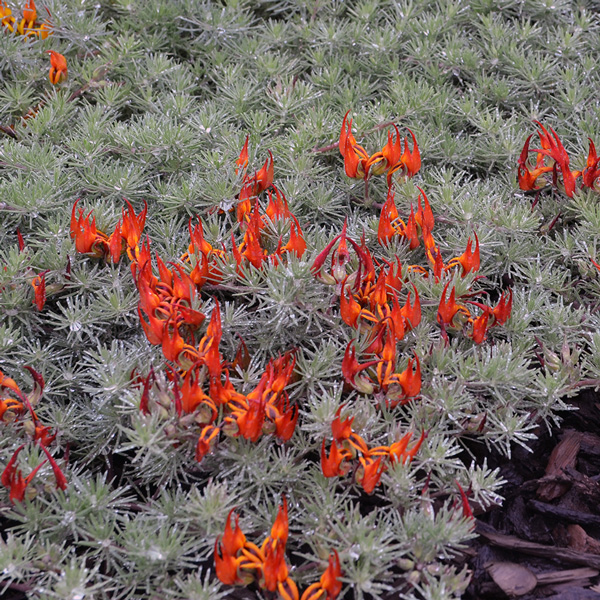 Lotus Red Flash Lotus Red Flash