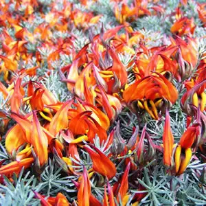 Lotus Growing Guide Lotus Berthelotii 14 - Garden Express Australia