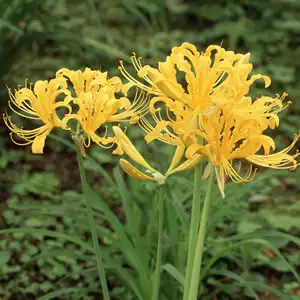 Lycoris Growing Guide Lycoris Gold 2014 - Garden Express Australia
