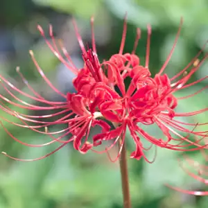 Lycoris Growing Guide Lycoris Red 20141 - Garden Express Australia