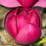 Magnolia Black Tulip Cfg 15 - Garden Express Australia