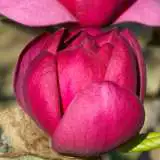 Magnolia Black Tulip Cfg 15 - Garden Express Australia