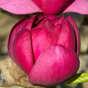 Magnolia Black Tulip (pbr) Magnolia Black Tulip (pbr)