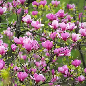 Magnolia Felix (pbr)