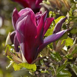 Magnolia Burgundy Star 14 - Garden Express Australia