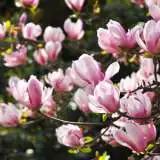 Magnolia Soulangeana 14 - Garden Express Australia
