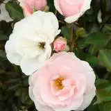 Many Happy Returns 13 - Garden Express Australia