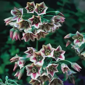 Kiwifruit Growing Guide Mediterranean Bells 08 01 - Garden Express Australia