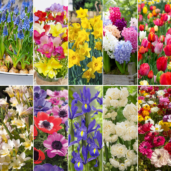 Mega Gardeners Favourite Collection – 190 Bulbs