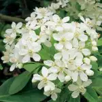 Plants For Privacy Mexican Orange Blossom 15 - Garden Express Australia