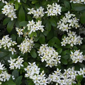 Cyclamen Growing Guide Mexican Orange Blossom Gl 2014 - Garden Express Australia