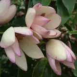 Michelia Lady Of The Night 14 - Garden Express Australia