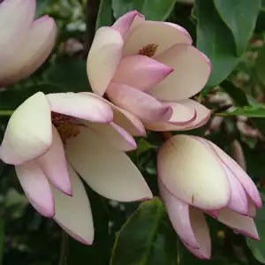 Michelia Lady Of The Night Michelia Lady Of The Night