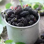Backyard Fruit - Trees You Should Grow Mulberry Hicks Fancy St 253016857 15 - Garden Express Australia