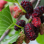 Mulberry Fruit Branch - Garden Express Australia