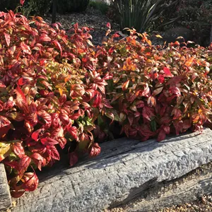 Nandina Nana Nandina Nana