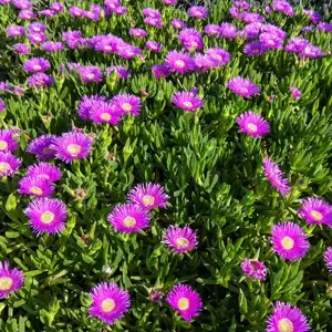 Photinia Growing Guide Native Pigface 16 - Garden Express Australia